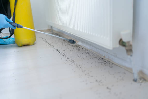 Best Termite Control Services  in Poydras, LA
